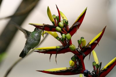 green-and-white hummingbird