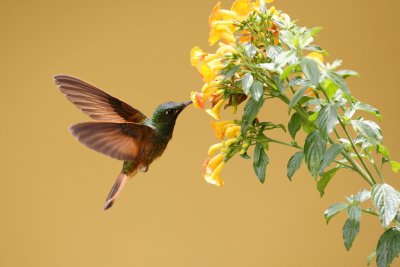 violet-throated starfrontlet