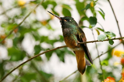 Violet-throated Starfrontlet