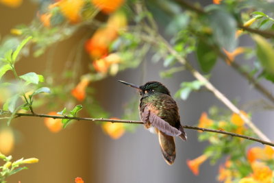 violet-throated starfrontlet