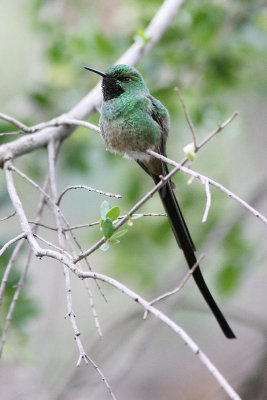 Green-tailed Trainbearer