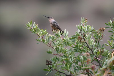 giant hummingbird