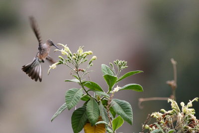 giant hummingbird
