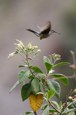 giant hummingbird