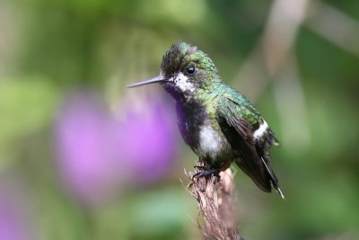 wire-crested thorntail (f)