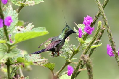 wire-crested thorntail (m)