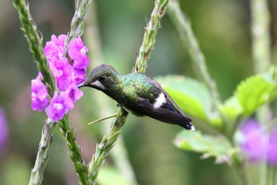 wire-crested thorntail (f)
