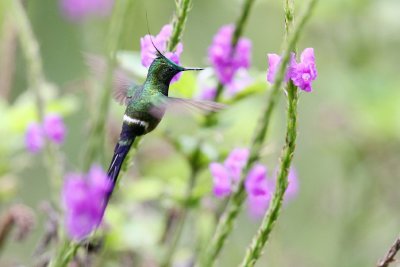 wire-crested thorntail (m)