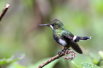 wire-crested thorntail (f)