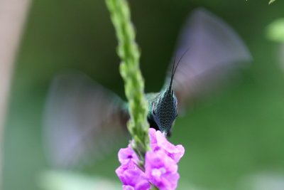 wire-crested thorntail (m)