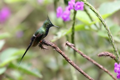 wire-crested thorntail (m)
