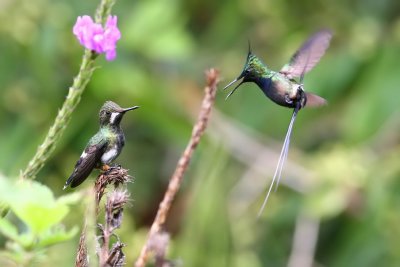 wire-crested thorntail