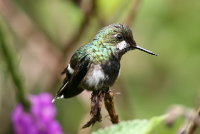 wire-crested thorntail (f)