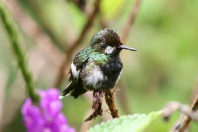 wire-crested thorntail (f)