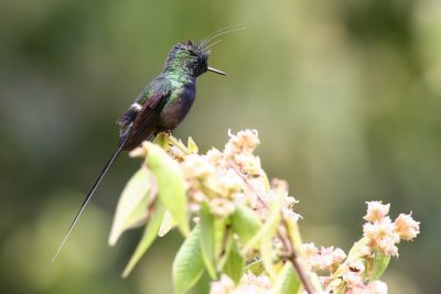 wire-crested thorntail (m)