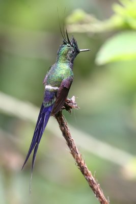 wire-crested thorntail (m)
