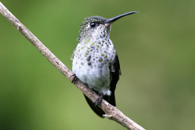 many-spotted hummingbird