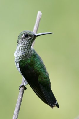 many-spotted hummingbird