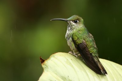 Many-spotted Hummingbird