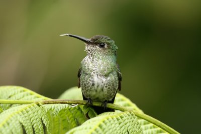 many-spotted hummingbird