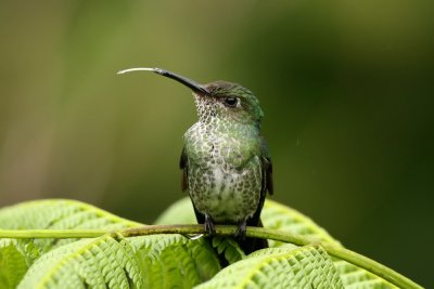 many-spotted hummingbird