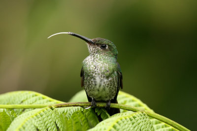 many-spotted hummingbird