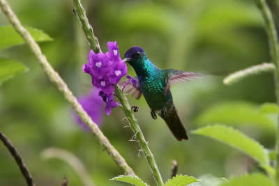 Golden-tailed Sapphire (M)