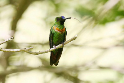 Gould's Jewelfront