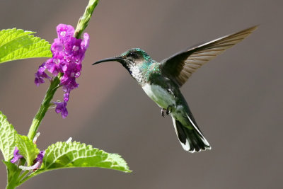 Blue-tailed Emerald