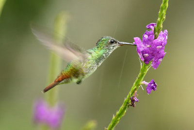 Golden-tailed Sapphire (F)