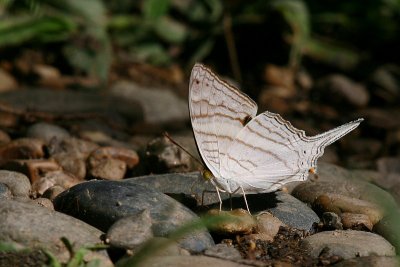 butterflies