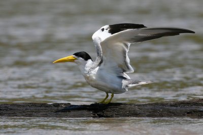 large-billed tern