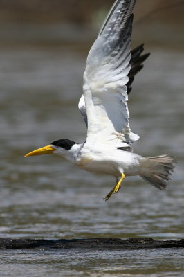 large-billed tern