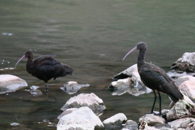 puna ibis