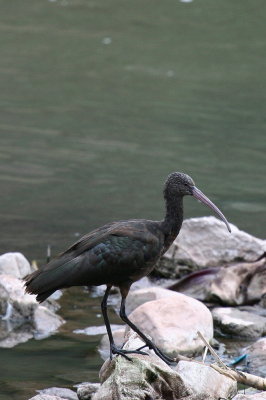 puna ibis