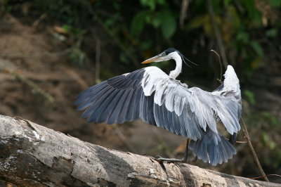 cocoi (white-necked) heron