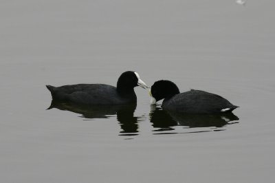andean coot