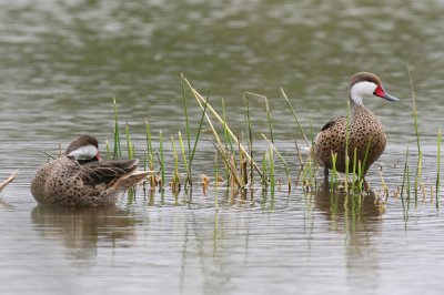 white-cheeked pintail