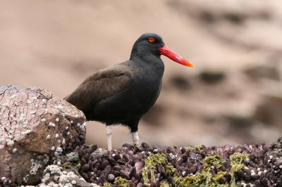 blackish oystercatcher