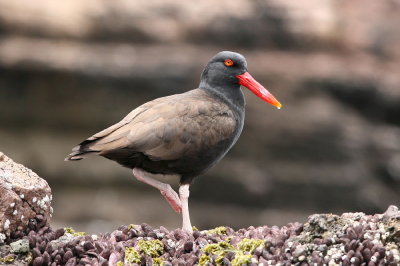 blackish oystercatcher