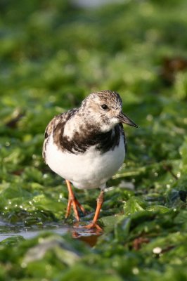 ruddy turnstone