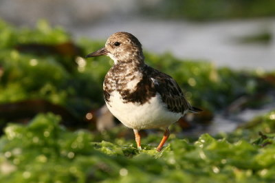 ruddy turnstone