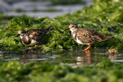 ruddy turnstone