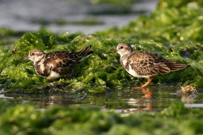 ruddy turnstone