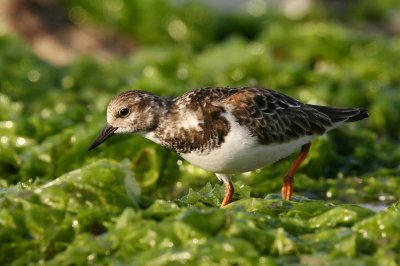 ruddy turnstone