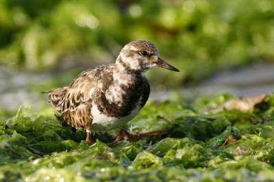 ruddy turnstone