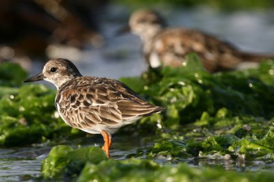 ruddy turnstone