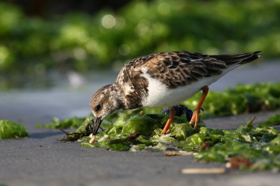 ruddy turnstone