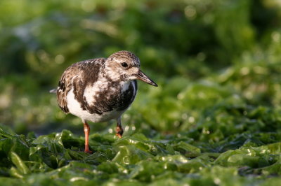 ruddy turnstone