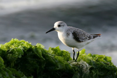 sanderling